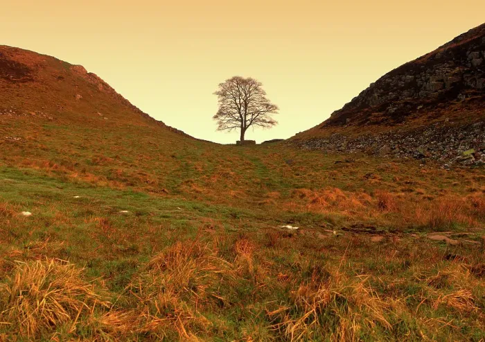 Framed Print : Sycamore Gap Sunrise View Framed Print : Sycamore Gap Sunrise View