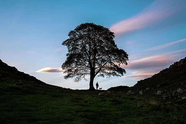 Sycamore Gap Tree near Crag Lough in Northumberland, England
