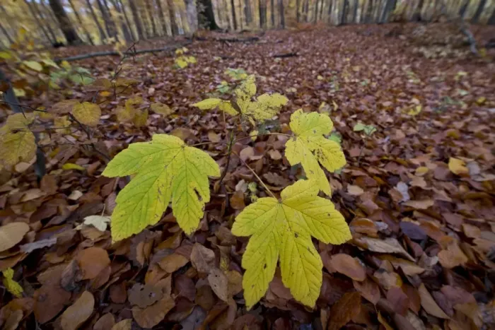 Framed Print : Sycamore maple -Acer pseudoplatanus- seedling in an autumn forest, Stuttgart, Baden-Wurttemberg, Germany Framed Print : Sycamore maple -Acer pseudoplatanus- seedling in an autumn forest, Stuttgart, Baden-Wurttemberg, Germany
