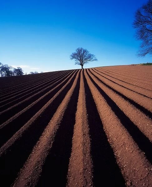 Sycamore tree, ploughed field in winter, Ireland
