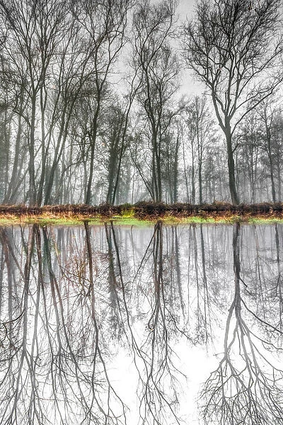 Symmetrical reflection in the water of a forest in winter