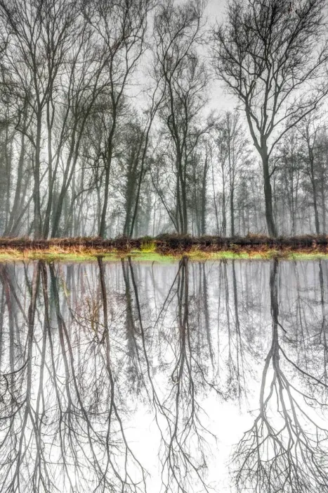 Framed Print : Symmetrical reflection in the water of a forest in winter Framed Print : Symmetrical reflection in the water of a forest in winter