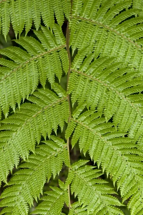 Framed Print : Symmetry of a frond, Tandayapa region, Andean cloud forest, Ecuador, South America Framed Print : Symmetry of a frond, Tandayapa region, Andean cloud forest, Ecuador, South America