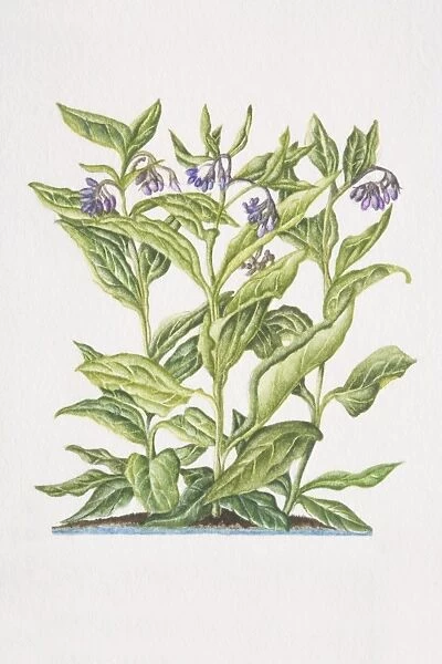 Symphytum officinale, Common Comfrey, flowering plant in soil
