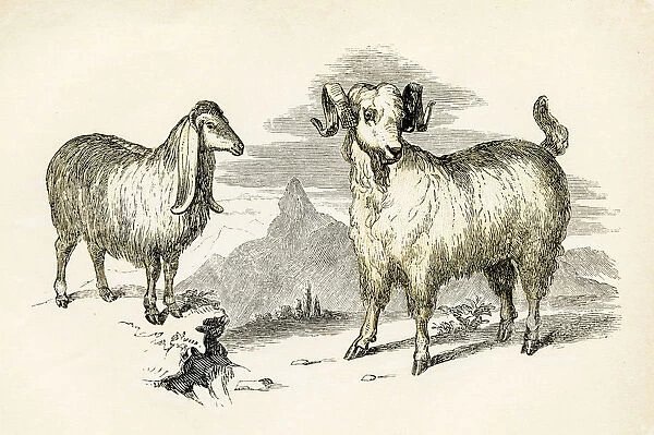 Syrian and Angora sheep engraving 1851