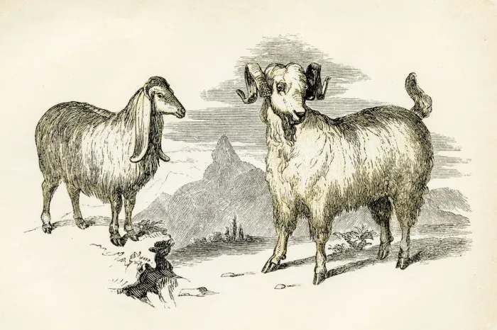 Framed Print : Syrian and Angora sheep engraving 1851