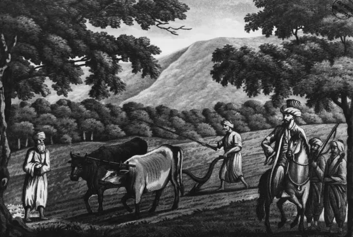Framed Print : Syrian Cows Framed Print : Syrian Cows