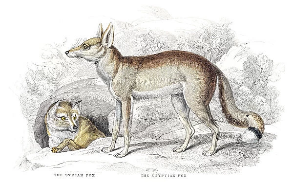 Syrian and Egyptian fox engraving 1840