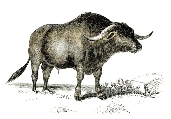 Framed Print : Syrian ox engraving 1851 Framed Print : Syrian ox engraving 1851
