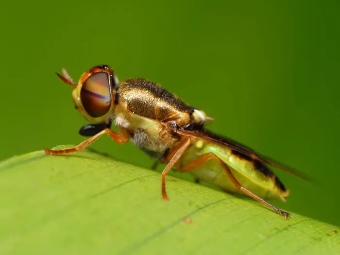 Framed Print : Syrphid fly Framed Print : Syrphid fly