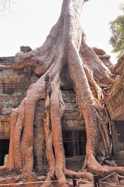 Ta Phrom Temple and its Gigantic Trees and Roots