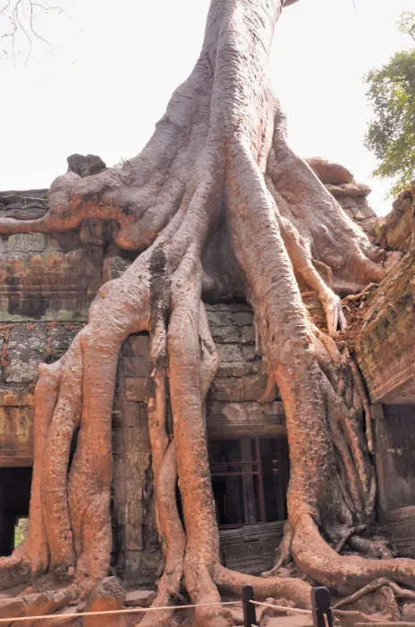 Framed Print : Ta Phrom Temple and its Gigantic Trees and Roots