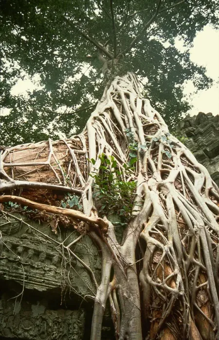 Framed Print : Ta Prohm Framed Print : Ta Prohm