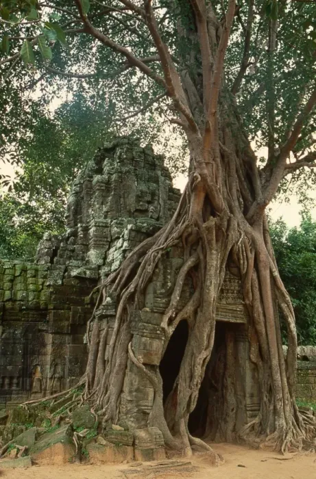 Framed Print : Ta Prohm, Angkor Framed Print : Ta Prohm, Angkor