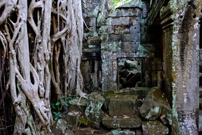 Framed Print : Ta Prohm, Angkor, Siem Reap, Cambodia