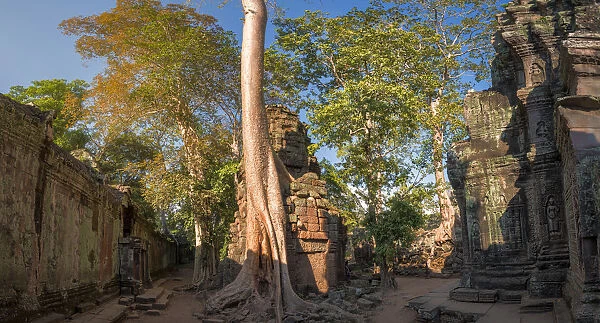 Ta Prohm Angkor Wat Cambodia-Panorama