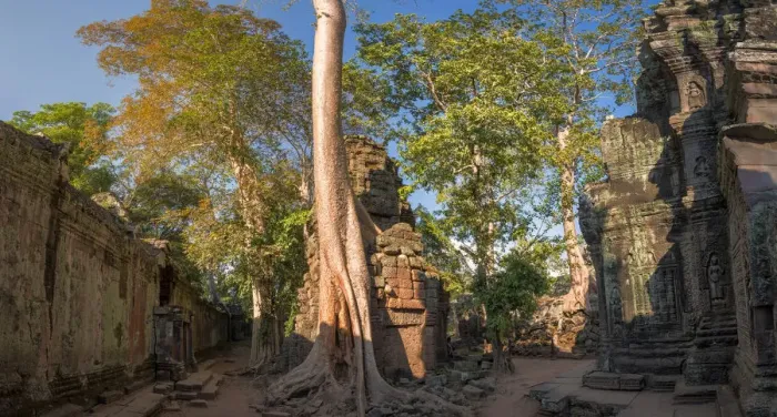 Framed Print : Ta Prohm Angkor Wat Cambodia-Panorama Framed Print : Ta Prohm Angkor Wat Cambodia-Panorama