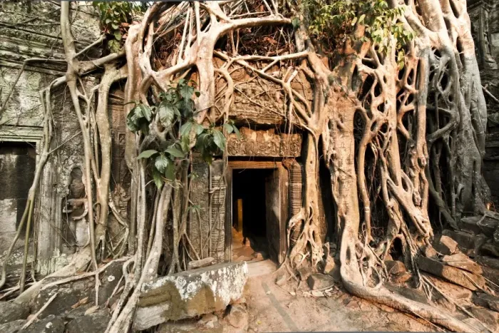 Framed Print : Ta Prohm jungle temple, Siem Reap, Cambodia Framed Print : Ta Prohm jungle temple, Siem Reap, Cambodia