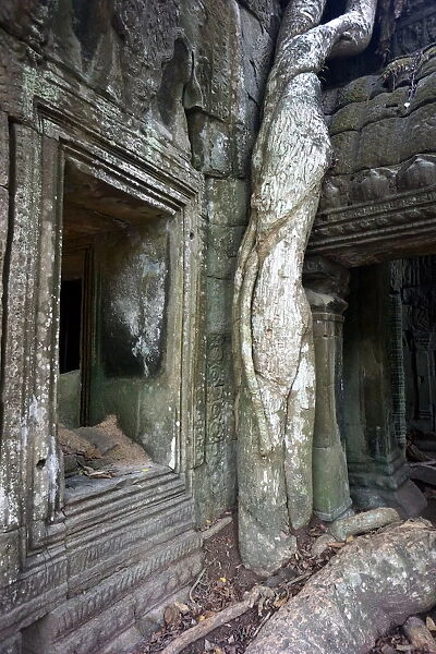 Ta Prohm with large tree root