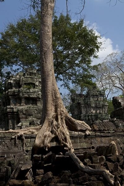 Ta Prohm Ruins with Overgrown Banyan Tree
