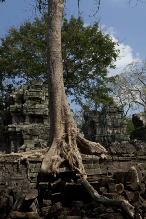 Framed Print : Ta Prohm Ruins with Overgrown Banyan Tree Framed Print : Ta Prohm Ruins with Overgrown Banyan Tree