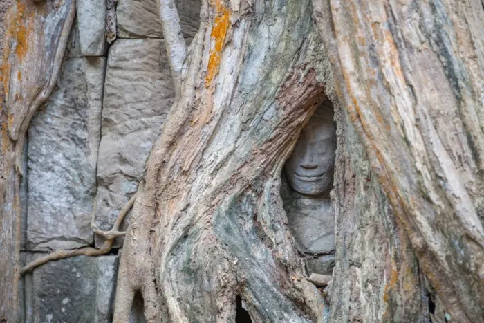 Framed Print : Ta Prohm Temple, Angkor, Cambodia Framed Print : Ta Prohm Temple, Angkor, Cambodia