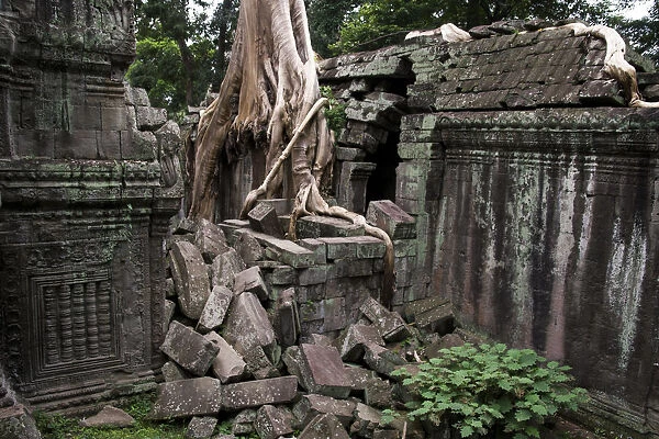 Ta Prohm temple overgrown with trees