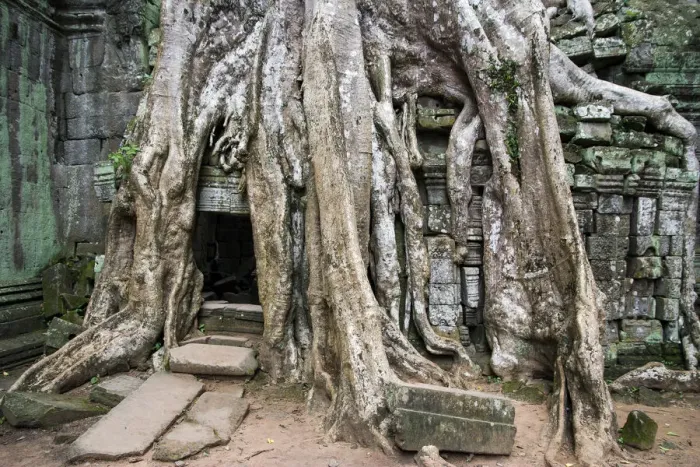 Framed Print : Ta Prohm temple wall overgrown with trees Framed Print : Ta Prohm temple wall overgrown with trees