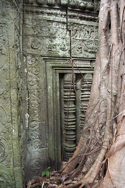 Ta Prohm temple wall overgrown with trees