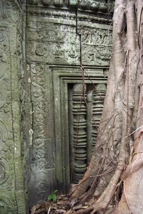 Framed Print : Ta Prohm temple wall overgrown with trees