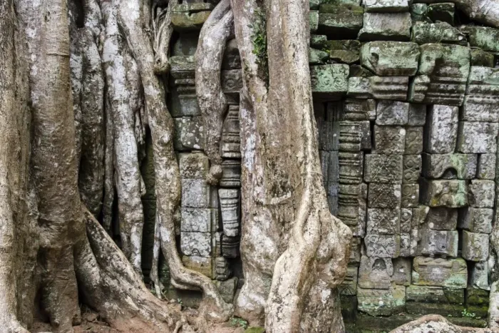 Framed Print : Ta Prohm temple wall overgrown with trees Framed Print : Ta Prohm temple wall overgrown with trees