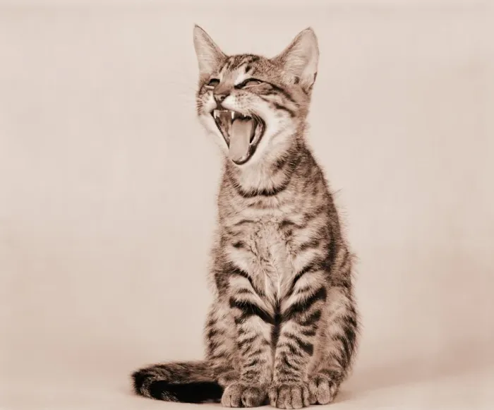 Framed Print : Tabby kitten Framed Print : Tabby kitten