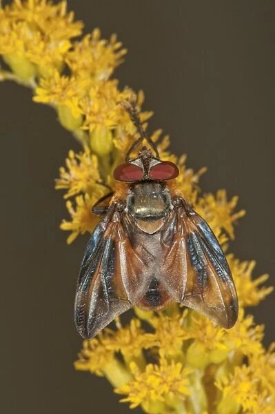 Tachinid Fly -Phasia Hemiptera- on Canadian Goldenrod -Solidago canadensis-, Untergroeningen, Baden-Wuerttemberg, Germany, Europe