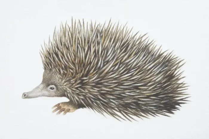 Framed Print : Tachyglossus aculeautus, Short-nosed Echidna, side view Framed Print : Tachyglossus aculeautus, Short-nosed Echidna, side view