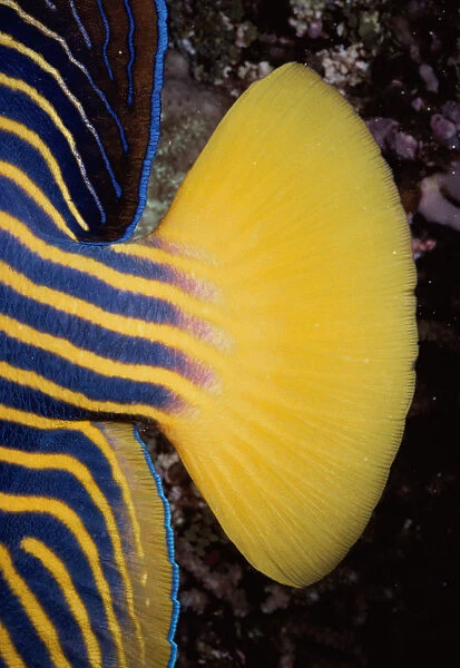 Tail of Emperor Angelfish