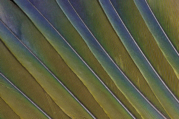 Tail Feather Pattern & Design Sun Conure Parrot