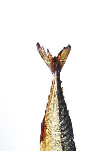 Tail of a smoked Mackerel -Scomber scombrus-