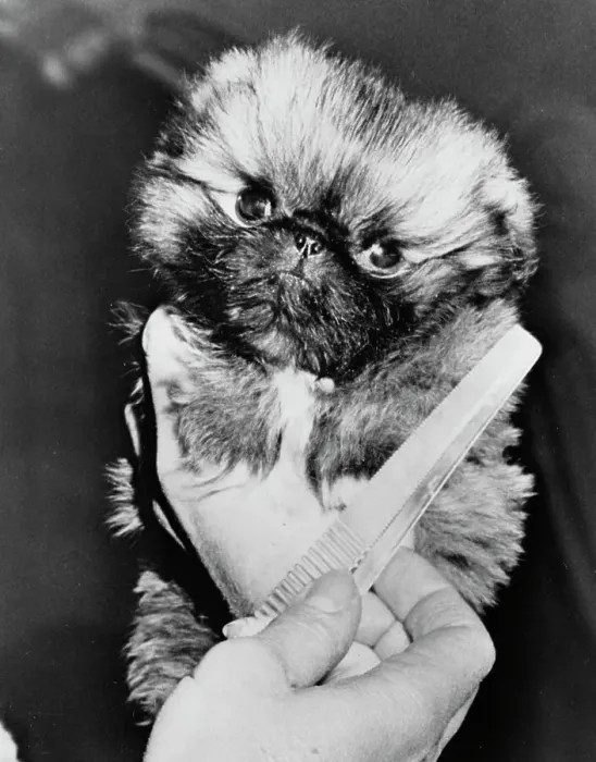 Framed Print : Taking a Peke Framed Print : Taking a Peke