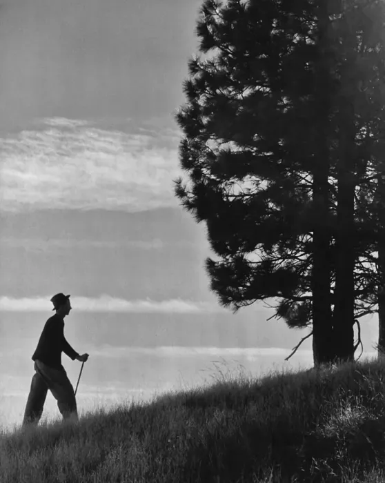 Framed Print : Taking A Walk Framed Print : Taking A Walk