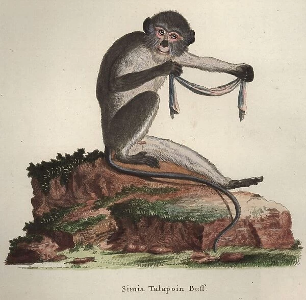 Talapoin. circa 1850: A simia Talapoin buff, a small West African monkey