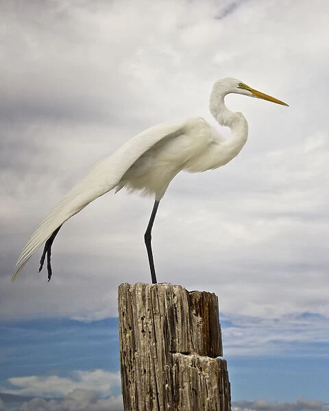 Talented Egret in Fort Myers Beach, Florida