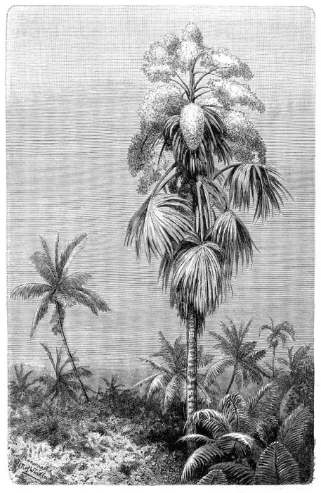 Framed Print : Talipot palm (Corypha umbraculifera) Framed Print : Talipot palm (Corypha umbraculifera)