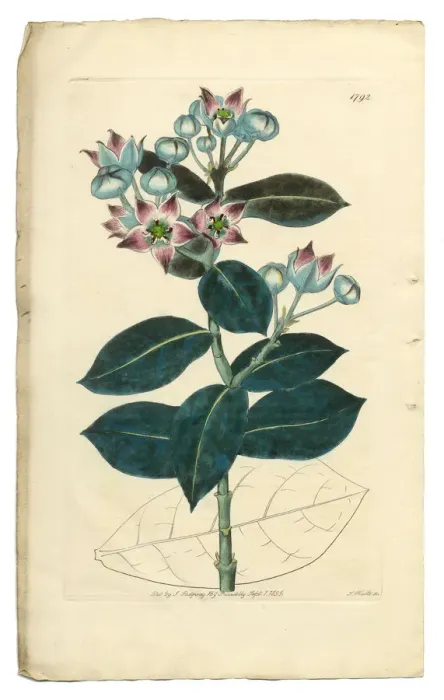Framed Print : Tall Calotropis, Calotropis Procera, Apocynaceae, Victorian Botanical Illustration, 1835 Framed Print : Tall Calotropis, Calotropis Procera, Apocynaceae, Victorian Botanical Illustration, 1835