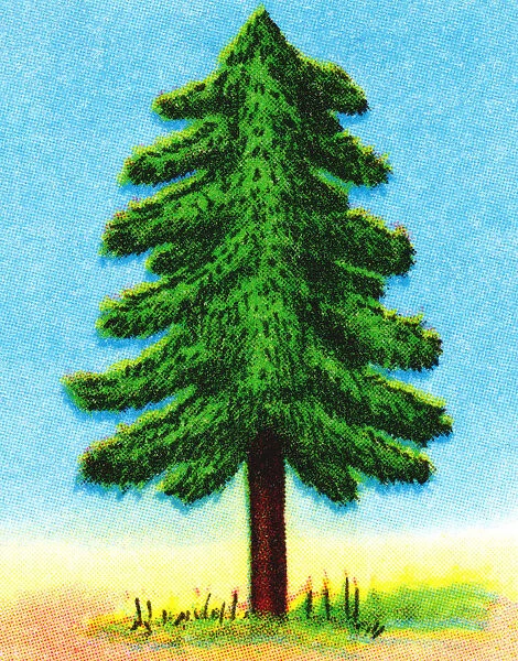 Tall Evergreen Tree