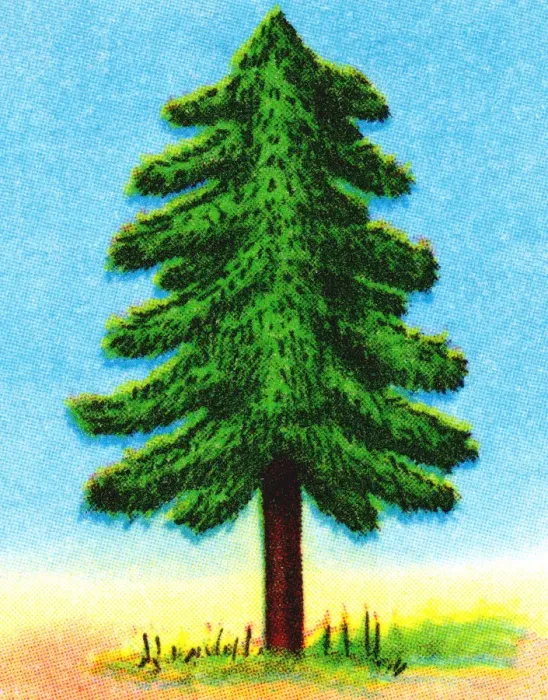 Framed Print : Tall Evergreen Tree Framed Print : Tall Evergreen Tree