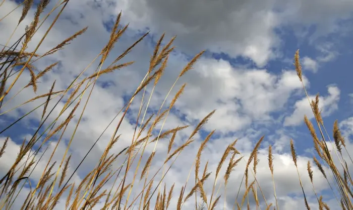 Framed Print : Tall grasses against a clouded blue sky, Drakensberg, South Africa Framed Print : Tall grasses against a clouded blue sky, Drakensberg, South Africa