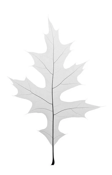 Tall oak leaf, X-ray