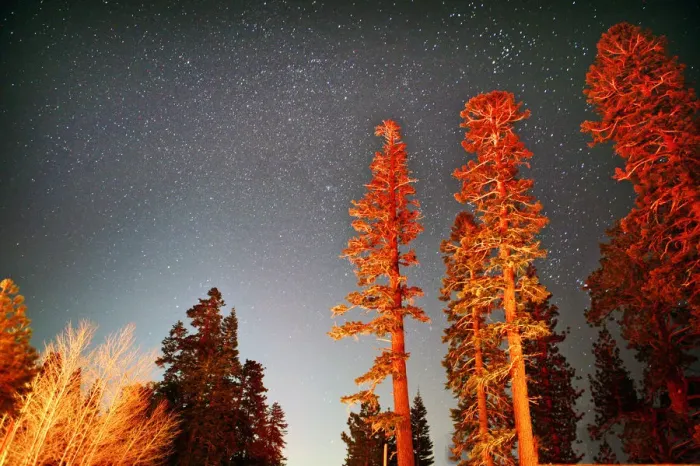 Framed Print : Tall sequoia trees at night under starry sky Framed Print : Tall sequoia trees at night under starry sky