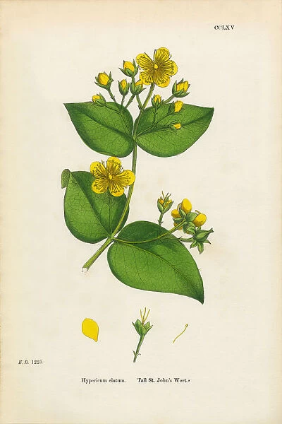 Tall St. Johnas Wort, Hypericum Elatum, Victorian Botanical Illustration, 1863