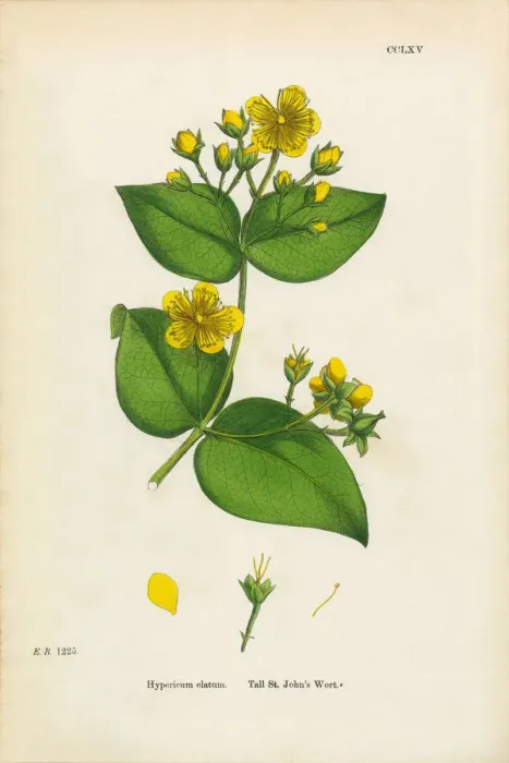 Framed Print : Tall St. Johnas Wort, Hypericum Elatum, Victorian Botanical Illustration, 1863 Framed Print : Tall St. Johnas Wort, Hypericum Elatum, Victorian Botanical Illustration, 1863